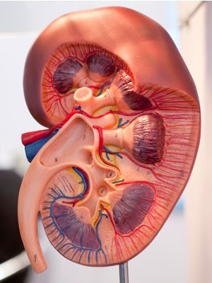 Three dimensional model of human kidney